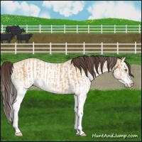 Horse Color:White Spotted Amber Champagne Splash and White Spotted Amber Champagne Splash