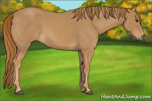 Horse Color:Red Roan 