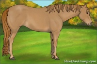 Horse Color:Red Roan 