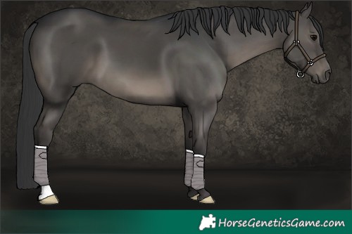Horse Color:Black 