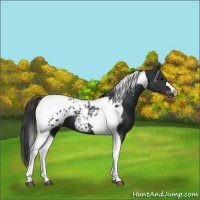 Horse Color:Black Tobiano Appaloosa 