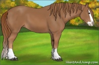Horse Color:Chestnut Splash 