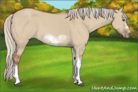 Horse Color:Silver Bay Dun Sabino Tobiano Frame Rabicano 