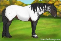 Horse Color:Brown Appaloosa Rabicano