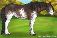 Horse Color:White Spotted Brown Varnish