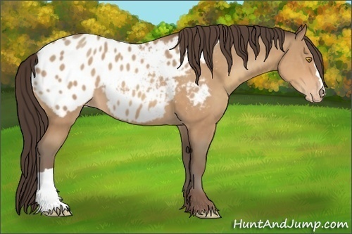 Horse Color:Amber Champagne Appaloosa 