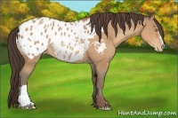 Horse Color:Amber Champagne Appaloosa 