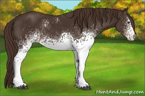 Horse Color:White Spotted Liver Chestnut 