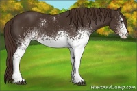 Horse Color:White Spotted Liver Chestnut 