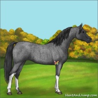 Horse Color:Blue Roan
