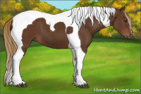 Horse Color:Gray Chestnut Tobiano