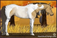Horse Color:Buckskin Tobiano