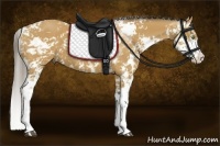Horse Color:Buckskin Sabino