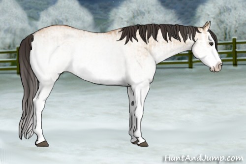 Horse Color:White Spotted Bay Dun Splash  and White Spotted Bay Dun Splash Rabicano 