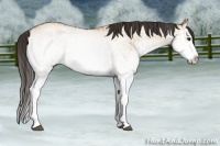 Horse Color:White Spotted Bay Dun Splash  and White Spotted Bay Dun Splash Rabicano 