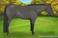 Horse Color:Blue Roan 