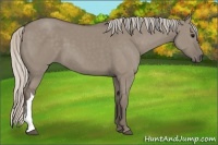 Horse Color:Silver Grullo 