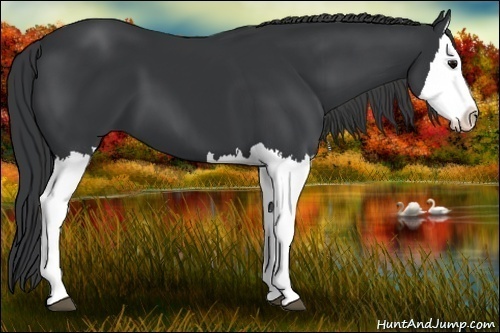 Horse Color:Black Splash