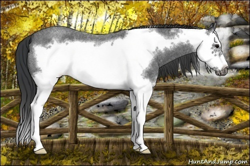 Horse Color:Blue Roan Splash Frame 