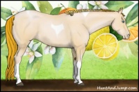 Horse Color:Painted Buckskin Pearl Tobiano