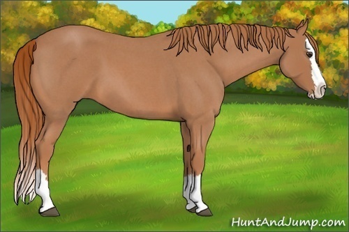 Horse Color:Red Roan Splash 