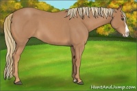 Horse Color:Red Roan Splash 