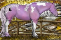 Horse Color:Watercolor Silver Black Pearl Tobiano