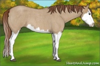 Horse Color:Red Dun Roan Splash 