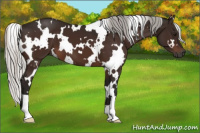 Horse Color:Gray White Spotted Silver Bay 