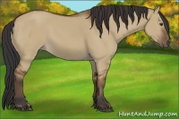 Horse Color:Bay Dun