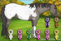 Horse Color:Grullo Appaloosa 