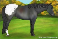 Horse Color:Black Appaloosa 