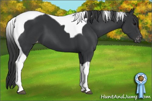 Horse Color:Black Tobiano Appaloosa 