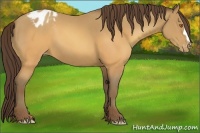 Horse Color:Sable Champagne Varnish 