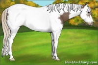 Horse Color:Silver Black Splash Tobiano Frame Appaloosa 