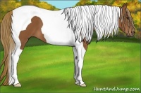 Horse Color:Chestnut Tobiano