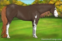 Horse Color:Liver Chestnut Sabino