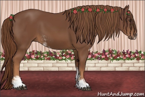 Horse Color:Chestnut Sabino
