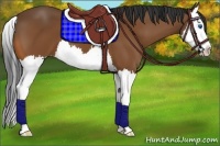 Horse Color:Bay Splash 