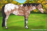 Horse Color:Bay Ice Appaloosa