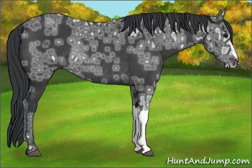 Horse Color:Black Ice Rabicano