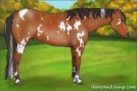 Horse Color:White Spotted Bay Sabino