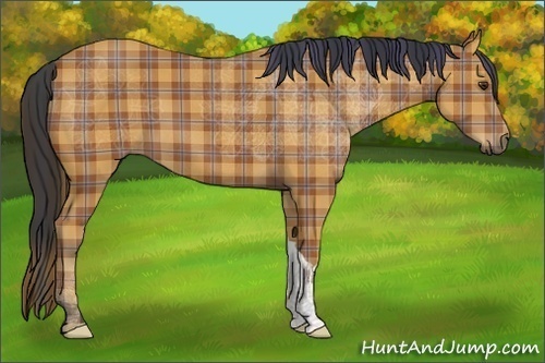 Horse Color:Plaid  Bay 