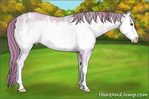 Horse Color:Watercolor Gold Champagne Ice Onyx Frame 