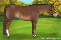 Horse Color:Liver Chestnut Sabino