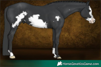Horse Color:Black Frame 