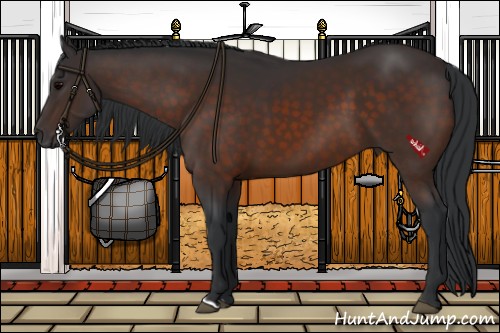 Horse Color:Brown 