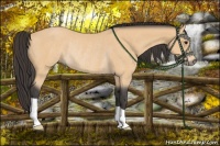 Horse Color:Buckskin Rabicano 