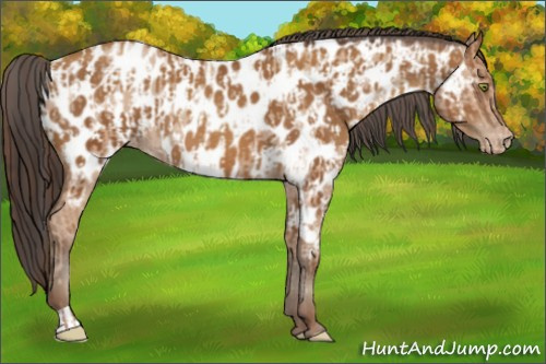 Horse Color:Amber Champagne Near Leopard and Gray Amber Champagne Near Leopard