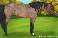 Horse Color:Bay Roan 